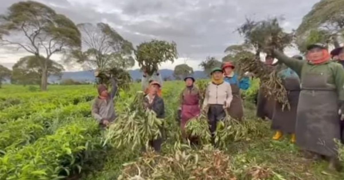 Warga Pangalengan Menanti Penanganan Tuntas Dugaan Kerusakan Lingkungan Perkebunan Teh