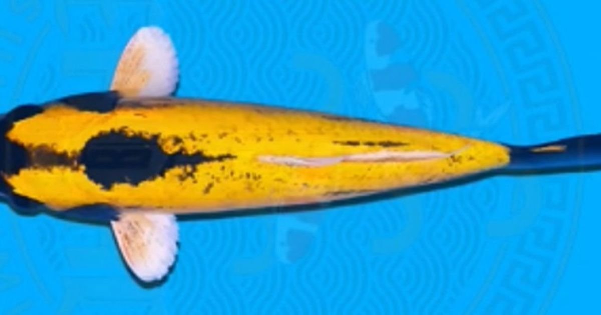 Ikan Domas Warisan Asli Sukabumi, Teguhkan Identitas Derah Kaya Potensi Perikanan