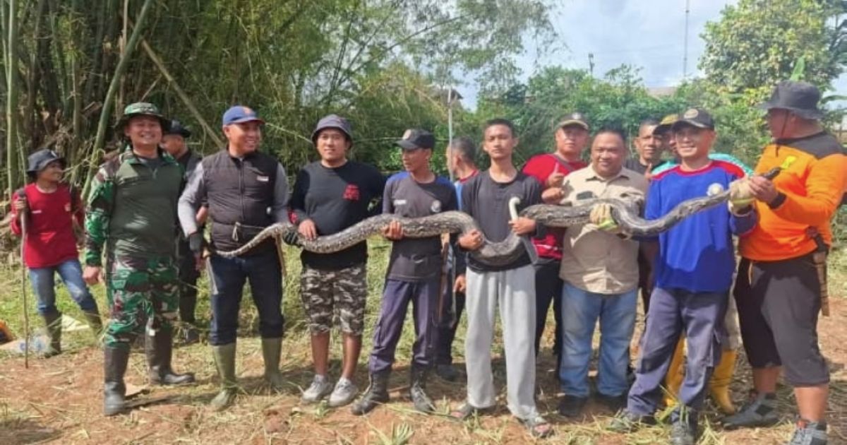 Lahan Lama Tak Terurus, Kerja Bakti Ketua DPRD Berujung Temuan Sanca