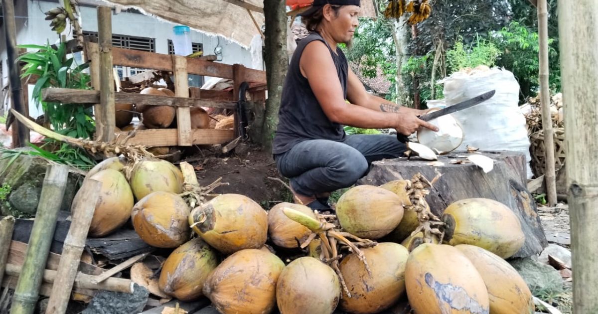 Tak Kenal Menyerah, Bombom Stok Kelapa Lebih Awal Demi Warga Sambut Ramadan