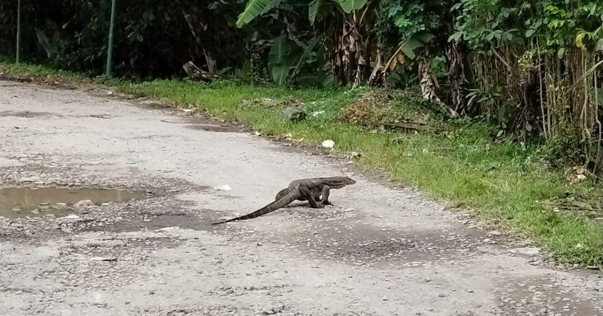 Pengendara Motor Dikagetkan Buaya Jalanan, Ternyata Biawak Raksasa Melintas di Palabuhanratu