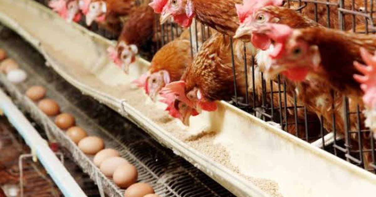 Foto ilustrasi impor unggas.(Lek).