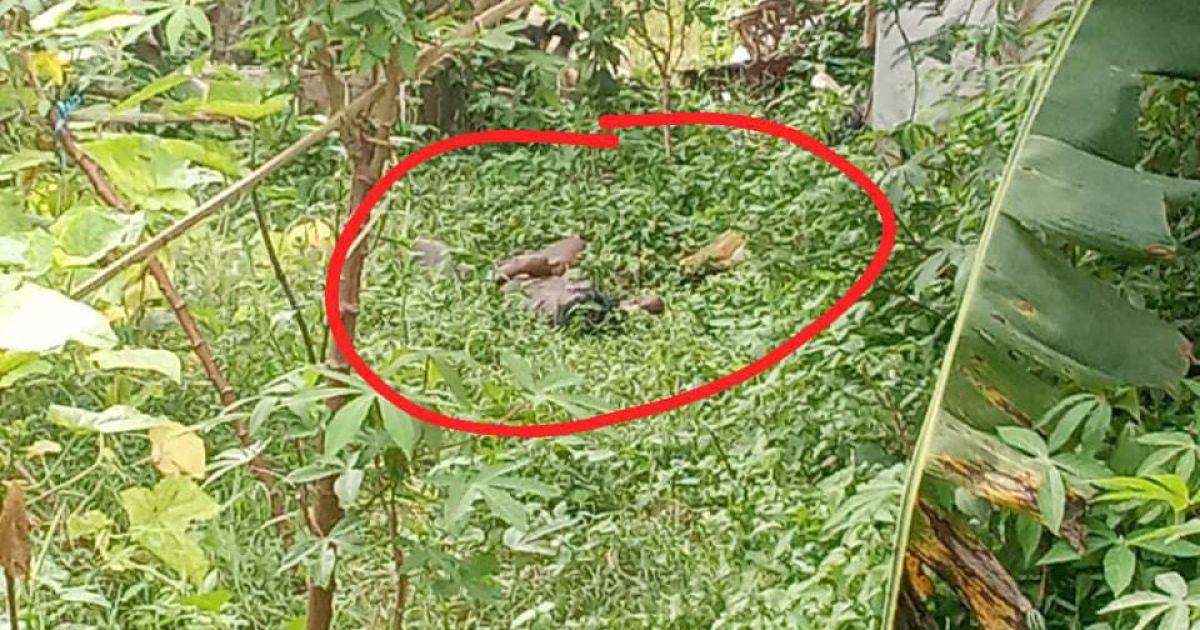 Korban ditemukan tergeletak di atas rumput. Di kampung Rawa Bule Desa Cicadas, Kecamatan Gunung Putri, Kabupaten Bogor. (List istimewa)